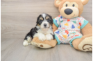 Cavachon Pup Being Cute