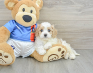 6 week old Cavachon Puppy For Sale - Simply Southern Pups