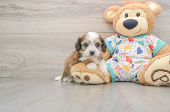 Funny Cavachon Designer Pup