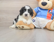5 week old Cavachon Puppy For Sale - Simply Southern Pups