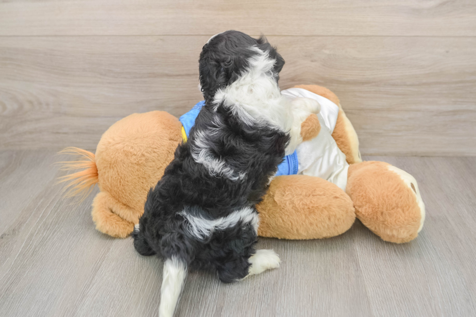 Cavachon Puppy for Adoption
