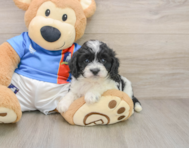 5 week old Cavachon Puppy For Sale - Simply Southern Pups