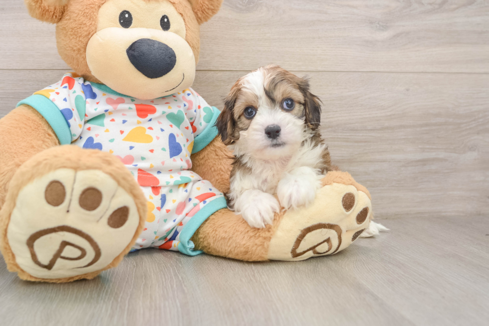 Cavachon Pup Being Cute