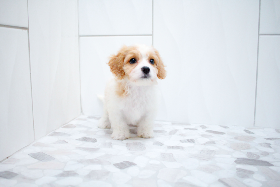 Cute Cavalier Designer Puppy