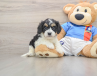 5 week old Cavachon Puppy For Sale - Simply Southern Pups