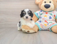 5 week old Cavachon Puppy For Sale - Simply Southern Pups