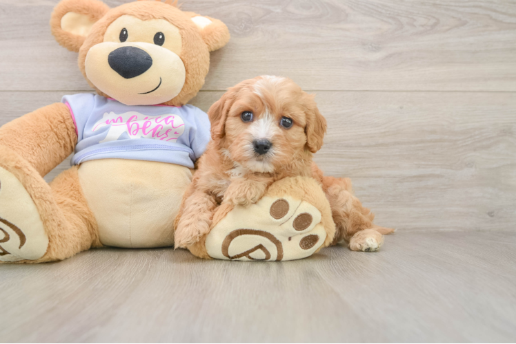 Cavachon Puppy for Adoption