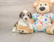 7 week old Cavachon Puppy For Sale - Simply Southern Pups