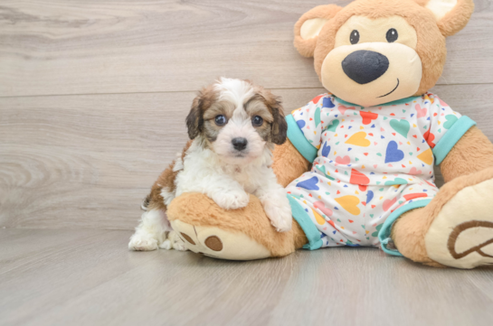 Sweet Cavachon Baby