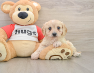 5 week old Cavachon Puppy For Sale - Simply Southern Pups