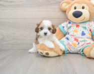 5 week old Cavachon Puppy For Sale - Simply Southern Pups