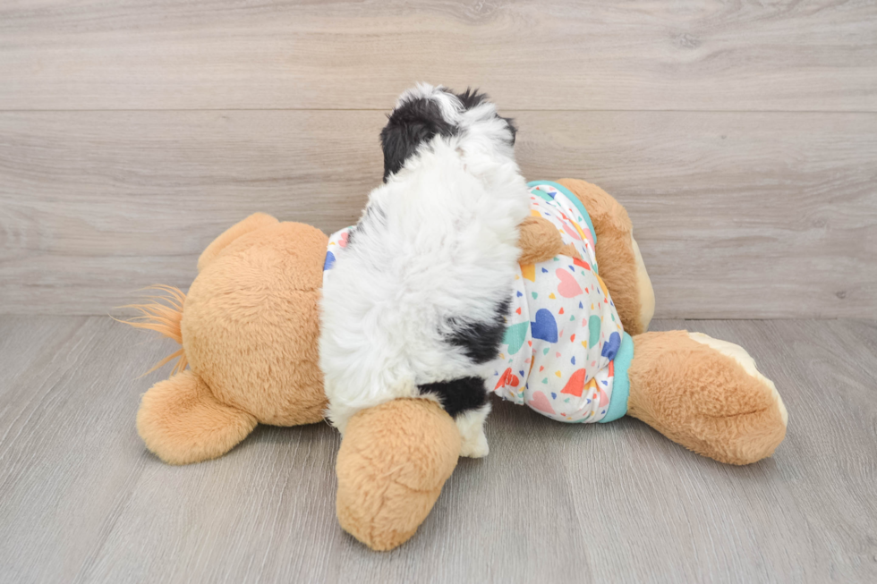 Best Cavachon Baby