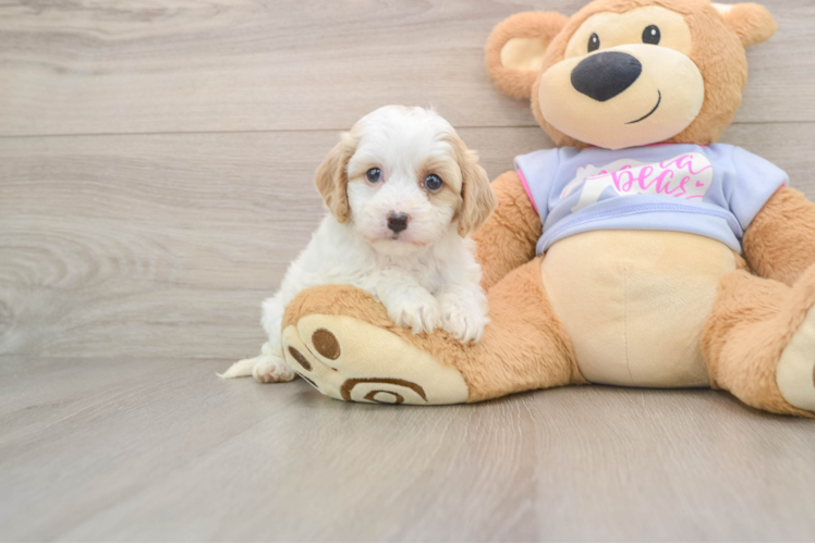 Popular Cavachon Designer Pup