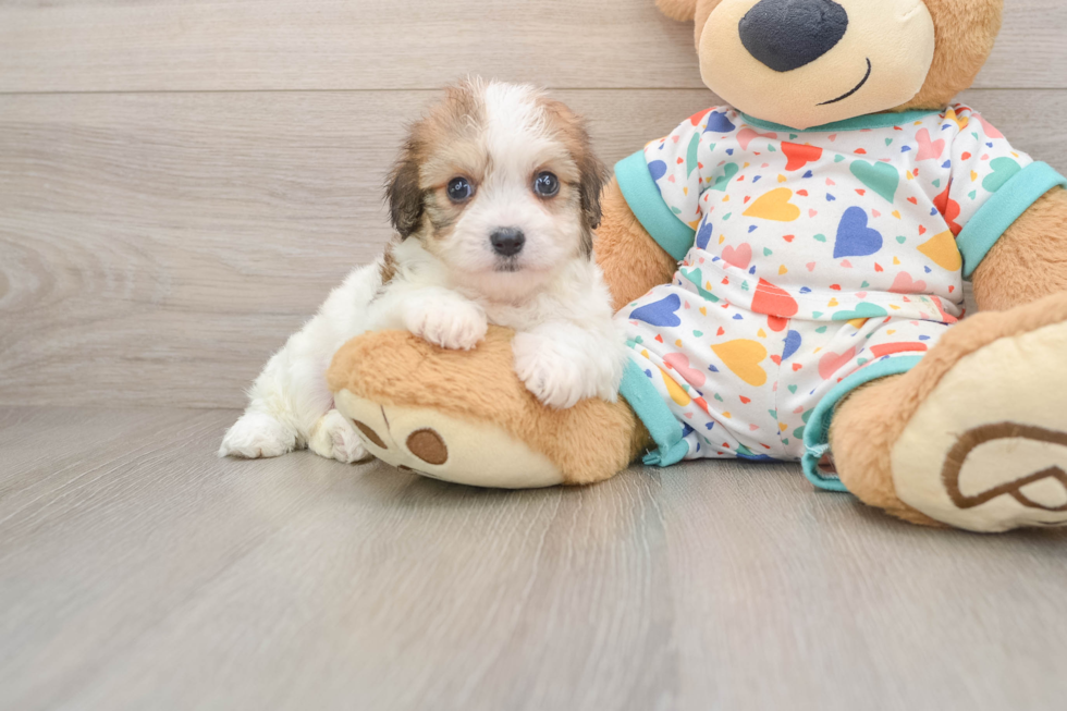 Funny Cavachon Designer Pup