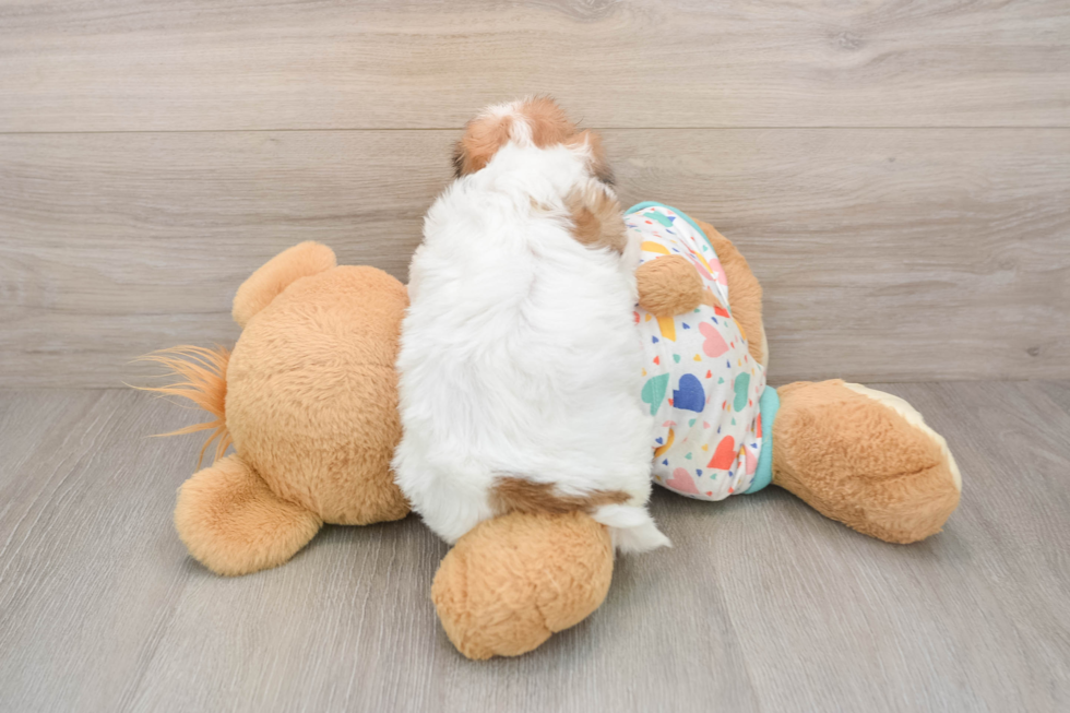 Best Cavachon Baby