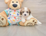 7 week old Cavachon Puppy For Sale - Simply Southern Pups