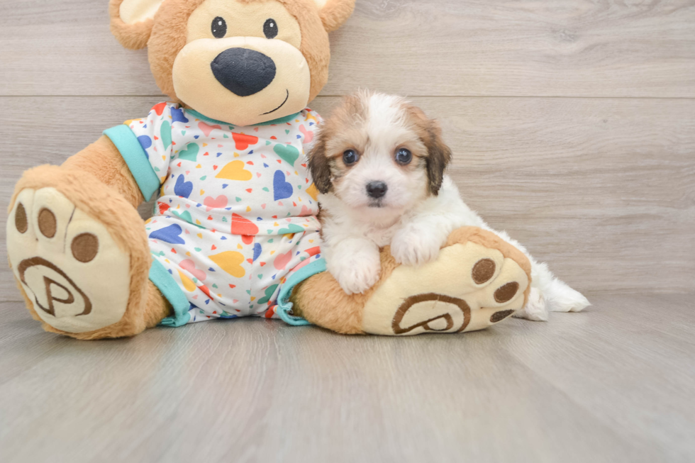 Cute Cavachon Baby