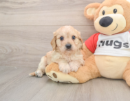 5 week old Cavachon Puppy For Sale - Simply Southern Pups