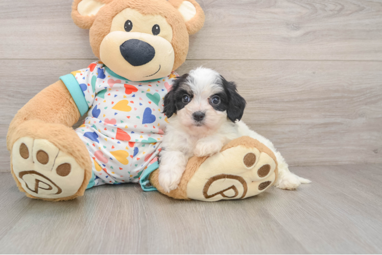 Fluffy Cavachon Designer Pup