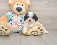 5 week old Cavachon Puppy For Sale - Simply Southern Pups