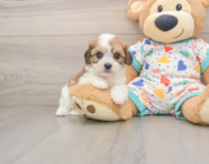 7 week old Cavachon Puppy For Sale - Simply Southern Pups