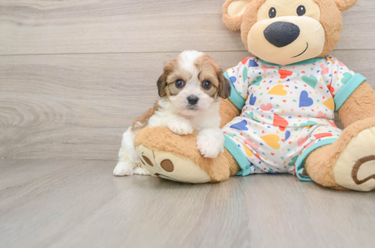 Petite Cavachon Designer Pup