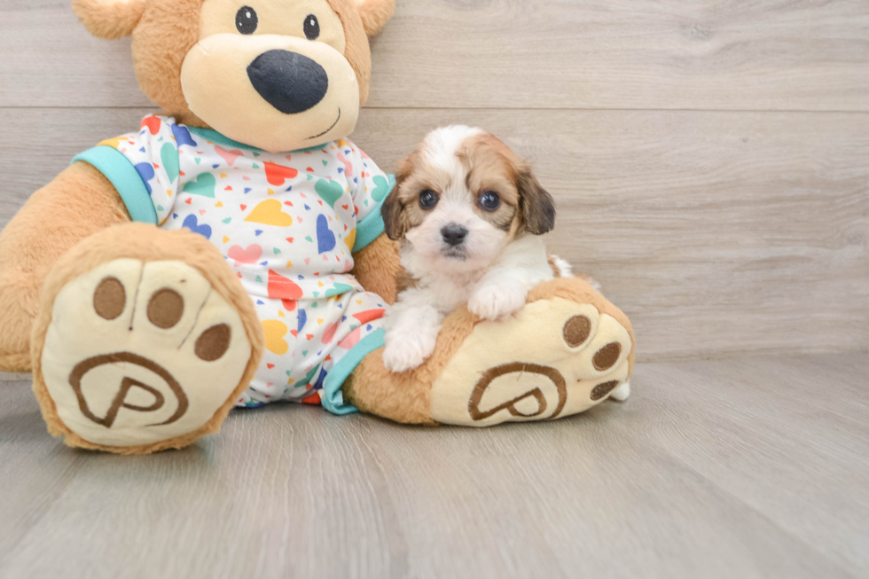 Petite Cavachon Designer Pup