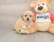 5 week old Cavachon Puppy For Sale - Simply Southern Pups