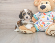 5 week old Cavachon Puppy For Sale - Simply Southern Pups