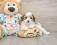 5 week old Cavachon Puppy For Sale - Simply Southern Pups