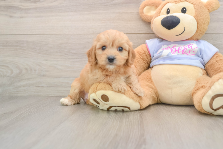 Sweet Cavachon Baby