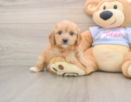 5 week old Cavachon Puppy For Sale - Simply Southern Pups