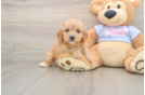 Sweet Cavachon Baby