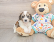 5 week old Cavachon Puppy For Sale - Simply Southern Pups