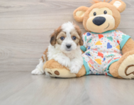 5 week old Cavachon Puppy For Sale - Simply Southern Pups