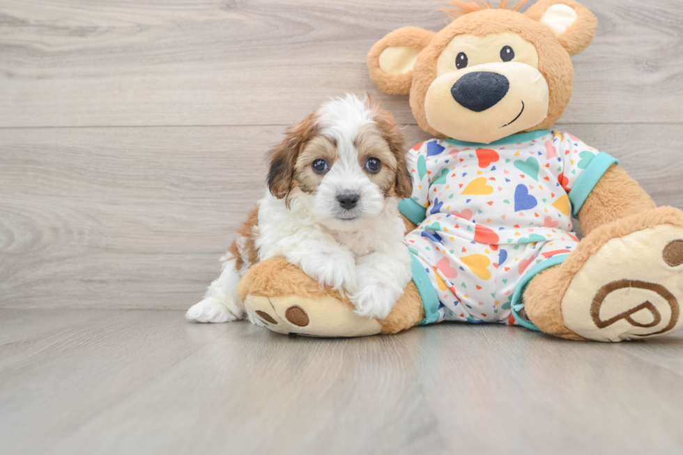 Cavachon Pup Being Cute