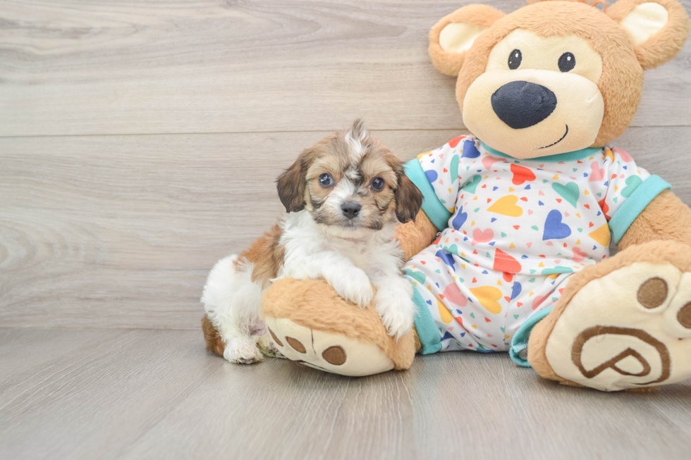 Cavachon Puppy for Adoption