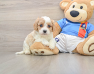 5 week old Cavachon Puppy For Sale - Simply Southern Pups