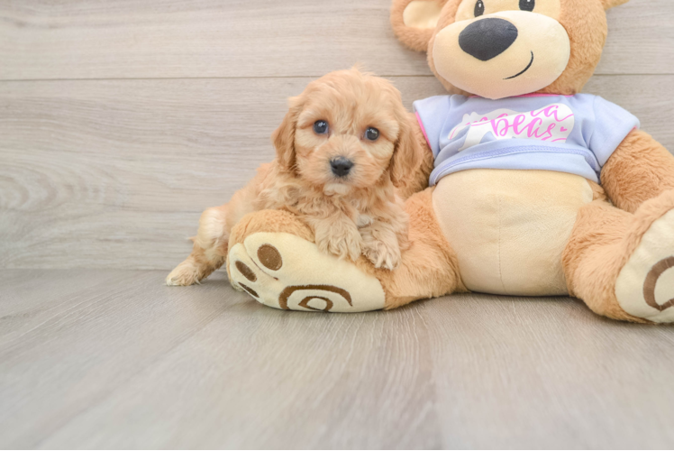 Cavachon Puppy for Adoption