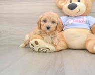 5 week old Cavachon Puppy For Sale - Simply Southern Pups