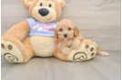 Adorable Cavalier Bichon Designer Puppy