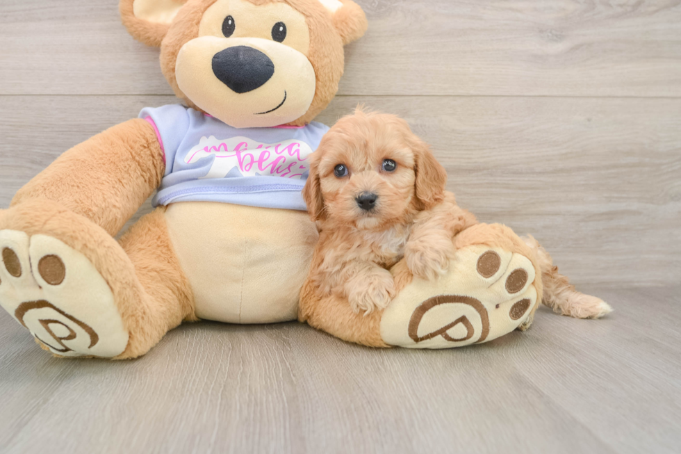 Adorable Cavalier Bichon Designer Puppy