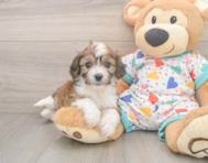 5 week old Cavachon Puppy For Sale - Simply Southern Pups