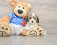 5 week old Cavachon Puppy For Sale - Simply Southern Pups