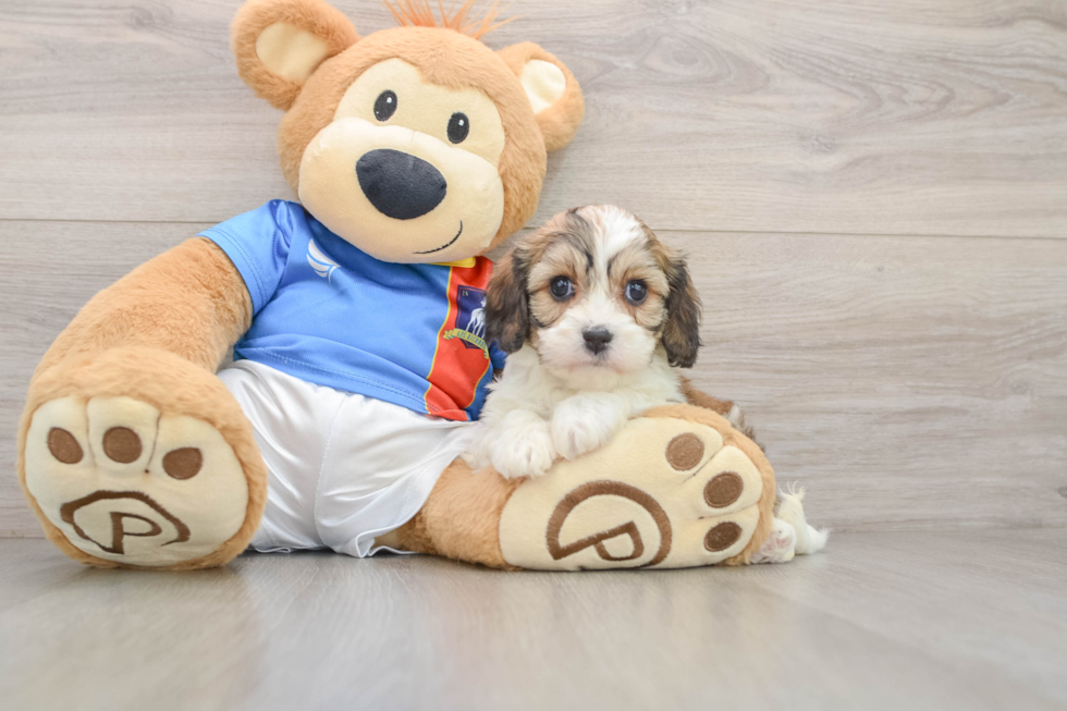 Cavachon Pup Being Cute