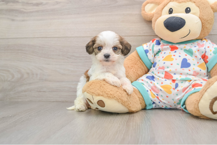 Energetic Cavalier Bichon Designer Puppy