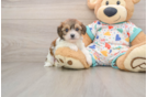 Best Cavachon Baby
