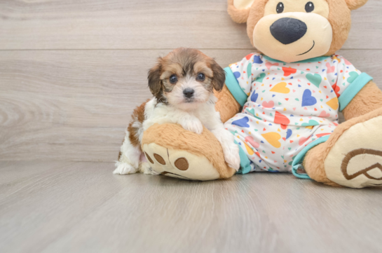 Best Cavachon Baby