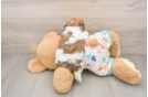 Adorable Cavalier Bichon Designer Puppy
