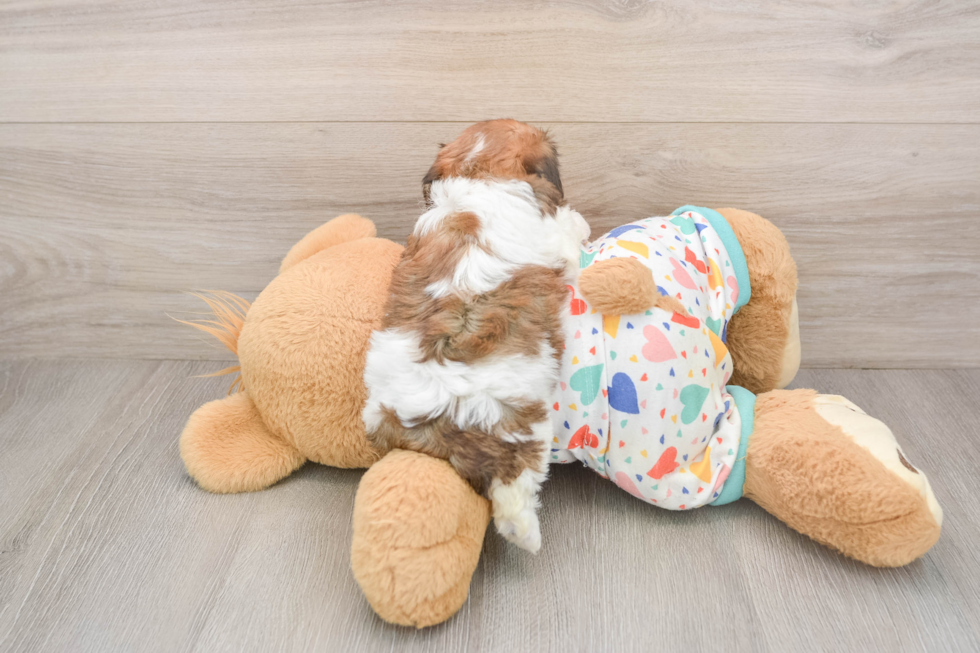 Adorable Cavalier Bichon Designer Puppy